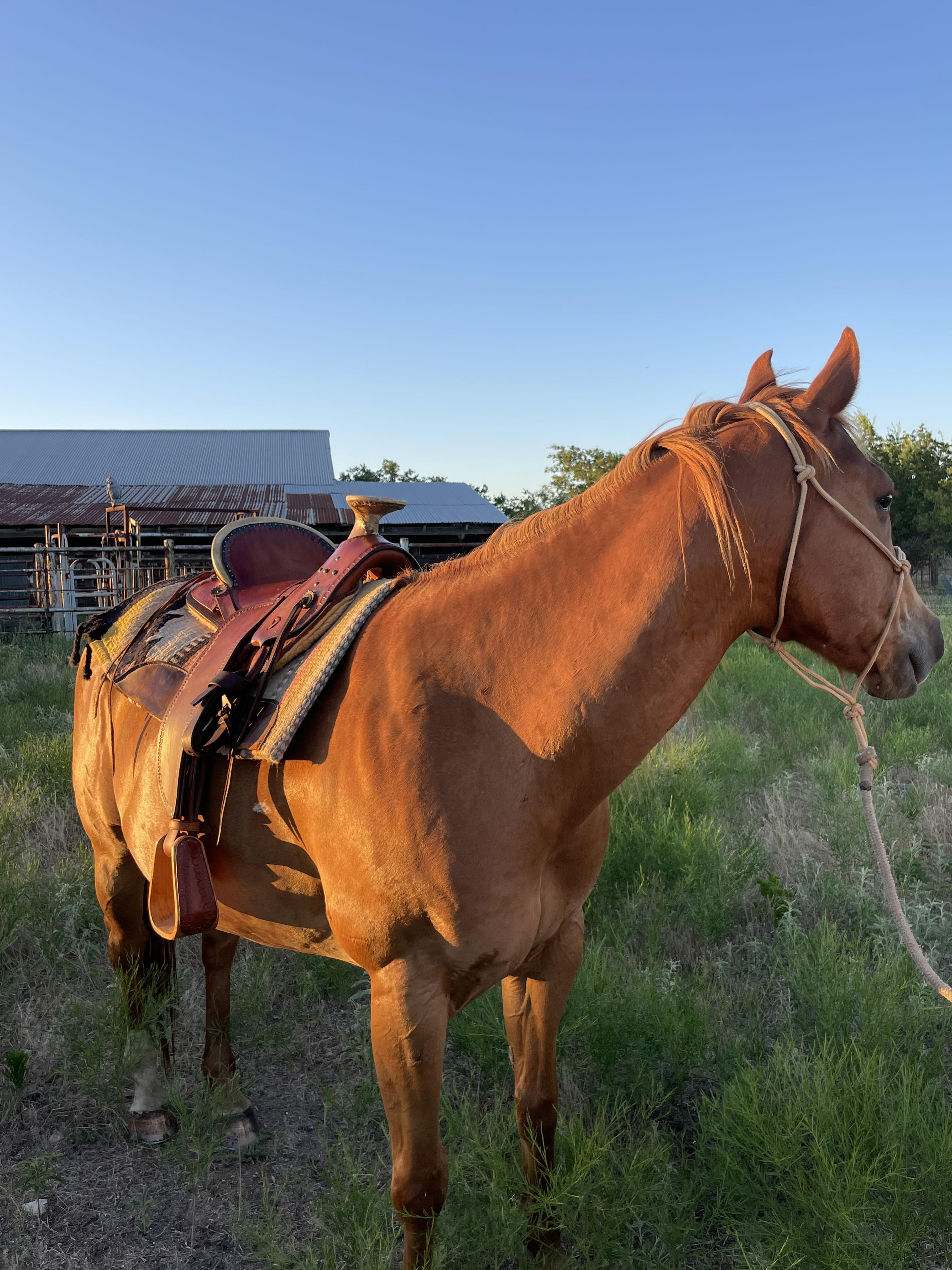 1885 Replica Stock Saddle