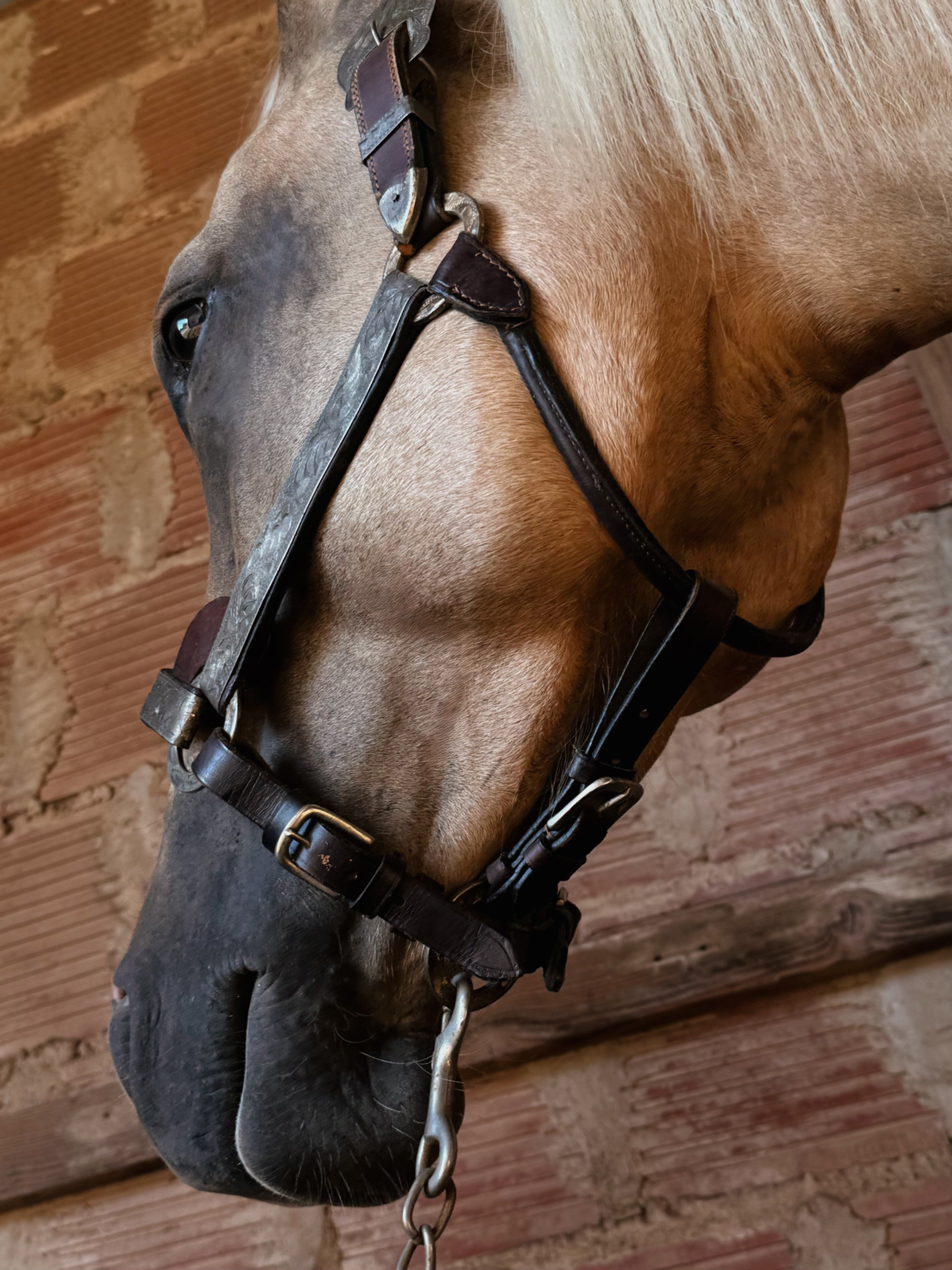 Vintage Show Halter