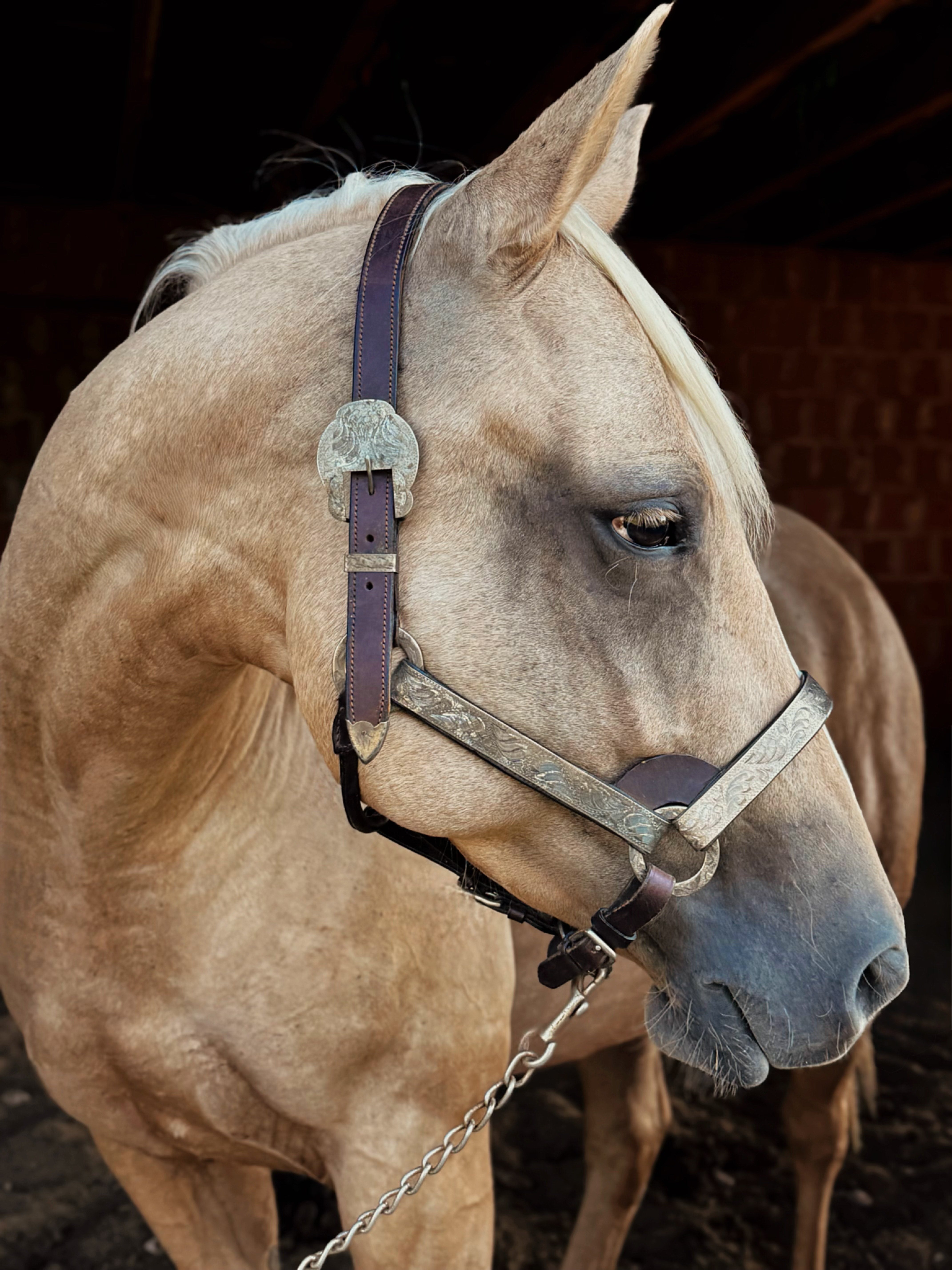 Vintage Show Halter