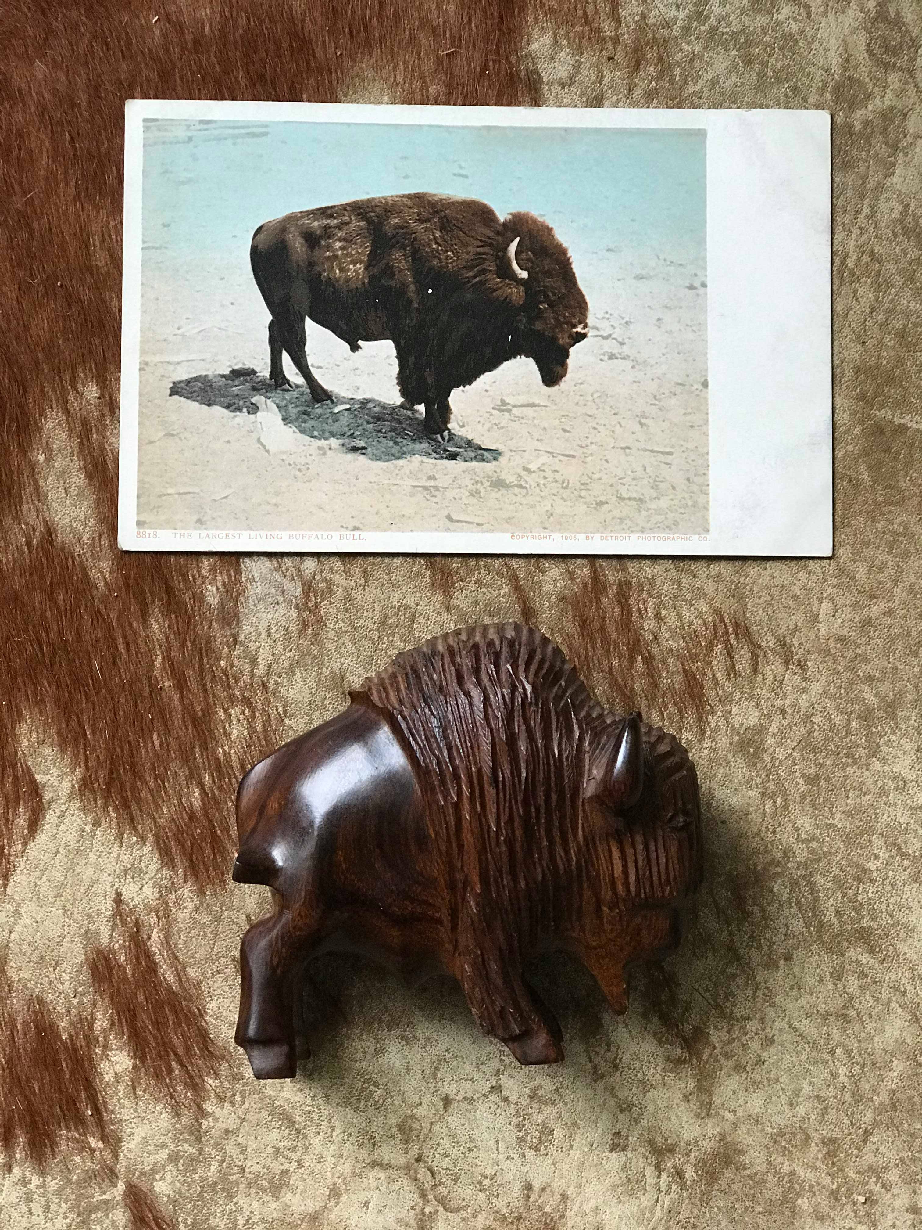 Hand Carved Ironwood Buffalo